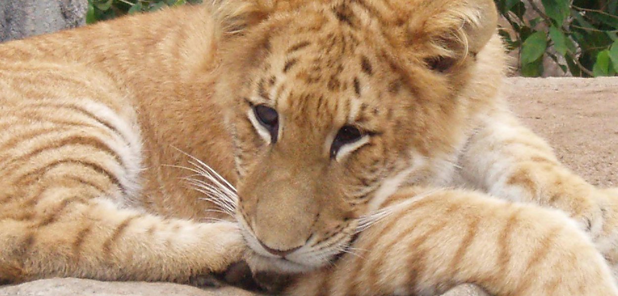 Mãe-natureza tem regras genéticas rígidas. Mas quando ela decide criar um novo ser, salta por cima das suas leis e cria um híbrido. Eles podem ser animais, vegetais, e até mesmo seres que são ao mesmo tempo bicho e planta