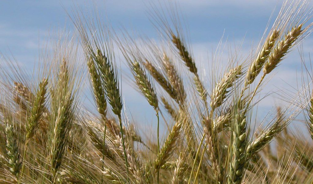 Em julho, o estado cravou uma produção de 1,96 milhões de toneladas, afetando também a qualidade do cereal que o país importa em grandes volumes; as novas geadas de agosto também devem reduzir ainda mais o volume colhido, o que deverá fazer o Paraná perder para o Rio Grande do Sul o posto de maior produtor de trigo em 2013