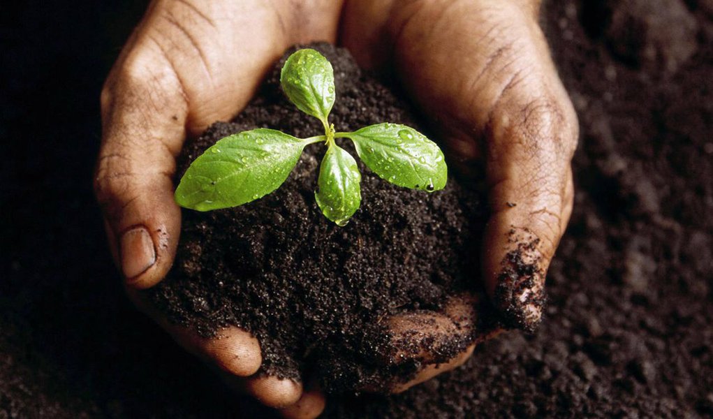 A Companhia Urbanizadora da Nova Capital do Brasil (Novacap) apresentará, no estacionamento 10 do Parque da Cidade, o Programa Anual de Arborização Urbana 2014, na ocasião, serão plantadas 1.079 mudas de espécies frutíferas, entre elas jabuticabeiras, nespereiras, ingazeiros, tamarineiros, mangueiras, jenipapeiros e pitangueiras