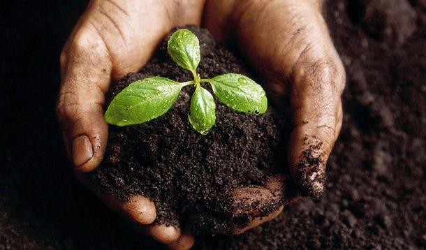 A Companhia Urbanizadora da Nova Capital do Brasil (Novacap) apresentará, no estacionamento 10 do Parque da Cidade, o Programa Anual de Arborização Urbana 2014, na ocasião, serão plantadas 1.079 mudas de espécies frutíferas, entre elas jabuticabeiras, nespereiras, ingazeiros, tamarineiros, mangueiras, jenipapeiros e pitangueiras