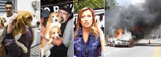 Luisa Mell, uma das mais notórias defensoras dos animais no Brasil, convocou pelas redes sociais uma manifestação contra o Instituto Royal, que realiza pesquisas científicas com cães da raça beagle; "nós é que pagamos toda a crueldade que é realizada aqui", disse ela pela YouTube, antes de clamar pelo "Ocupa São Roque"; o protesto fechou a Rodovia Raposo Tavares, teve a participação de black blocs e terminou com carros da imprensa e da polícia incendiados; para a Sociedade Brasileira para o Progresso da Ciência, foi um ato marcado pela ignorância; e você, o que acha?