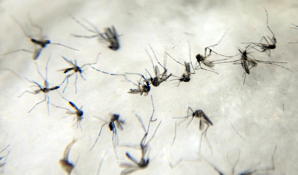As altas temperaturas registradas nos últimos dias e o forte calor anteciparam a presença do mosquito da dengue no estado; atualmente, 11 cidades apresentam áreas com índice de infestação pelo Aedes aegypti acima de 4%, o que representa 40 imóveis com foco do mosquito a cada mil, considerado de alto risco pelo Ministério da Saúde
 
