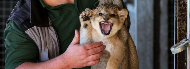 Na África do Sul existem mais leões em cativeiro do que em estado selvagem. Muitos desses animais são criados especificamente para serem abatidos por turistas ricos da Europa e da América do Norte nos programas batizados de "indústria da caça enlatada"