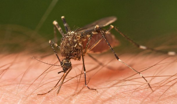 Segundo dados da Secretaria Estadual de Saúde, a dengue deixou mais mortos no Rio em 2013 do que no ano anterior. O número de vítimas fatais saltou de 44 para 60, um aumento de 36%; a quantidade de casos da doença saltou de 184 mil em 2012 para 218 mil em 2013, um crescimento de 18%
