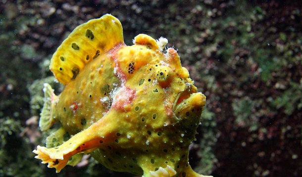 Trepam em árvores, fabricam areia, caçam pombos, cantam canções de amor e usam armas: são apenas algumas das capacidades extraordinárias que a evolução criou para alguns peixes