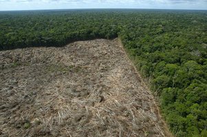 O contexto eleitoral está sendo a ocasião de confusões generalizadas sobre o desmatamento e o próprio significado desta palavra. É uma espécie de ópio ambientalista