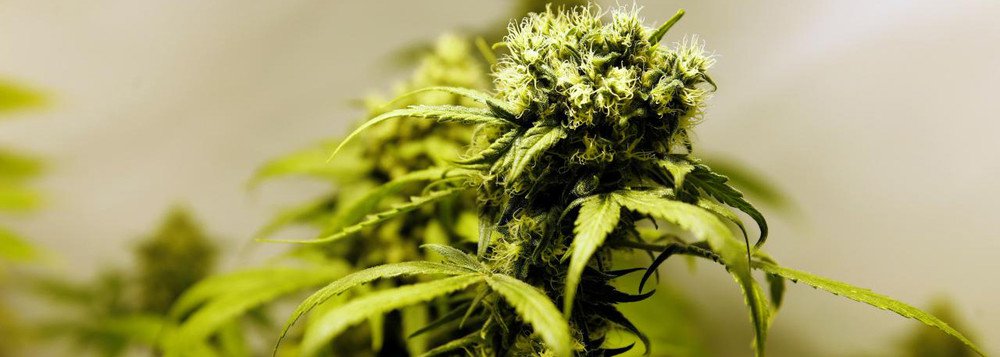 África do Sul legaliza o consumo privado de maconha