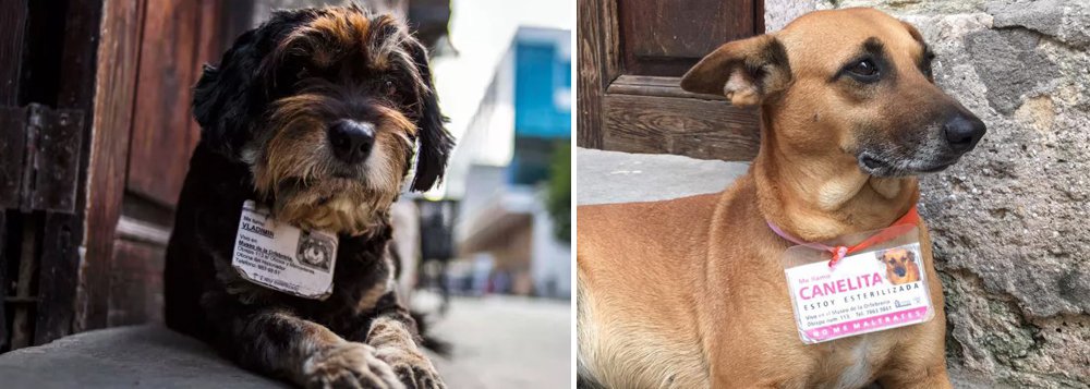 Em Cuba, cachorros de rua recebem identificação e cuidados de saúde