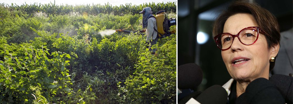 Futura ministra da Agricultura defende 'modernização' de lei de pesticidas