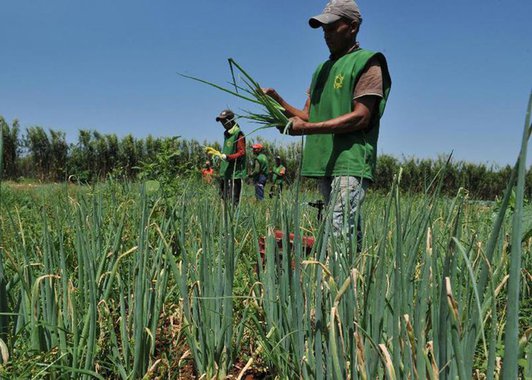 Nordeste perdeu 1 milhão de trabalhadores no campo 