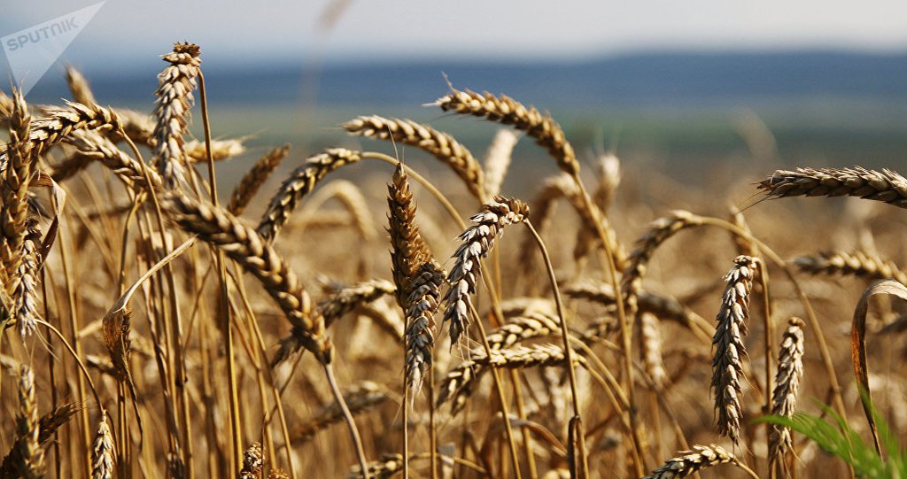 Guerra comercial deixa agricultura dos EUA menos competitiva