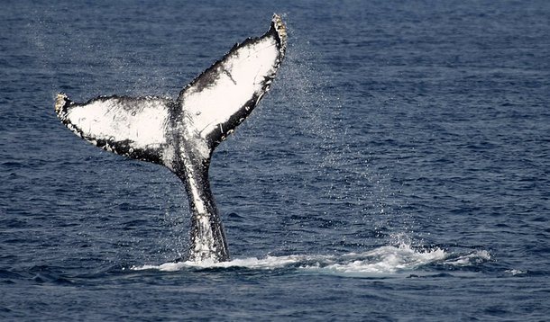 Japão retomará caça comercial de baleias após sair de comissão internacional