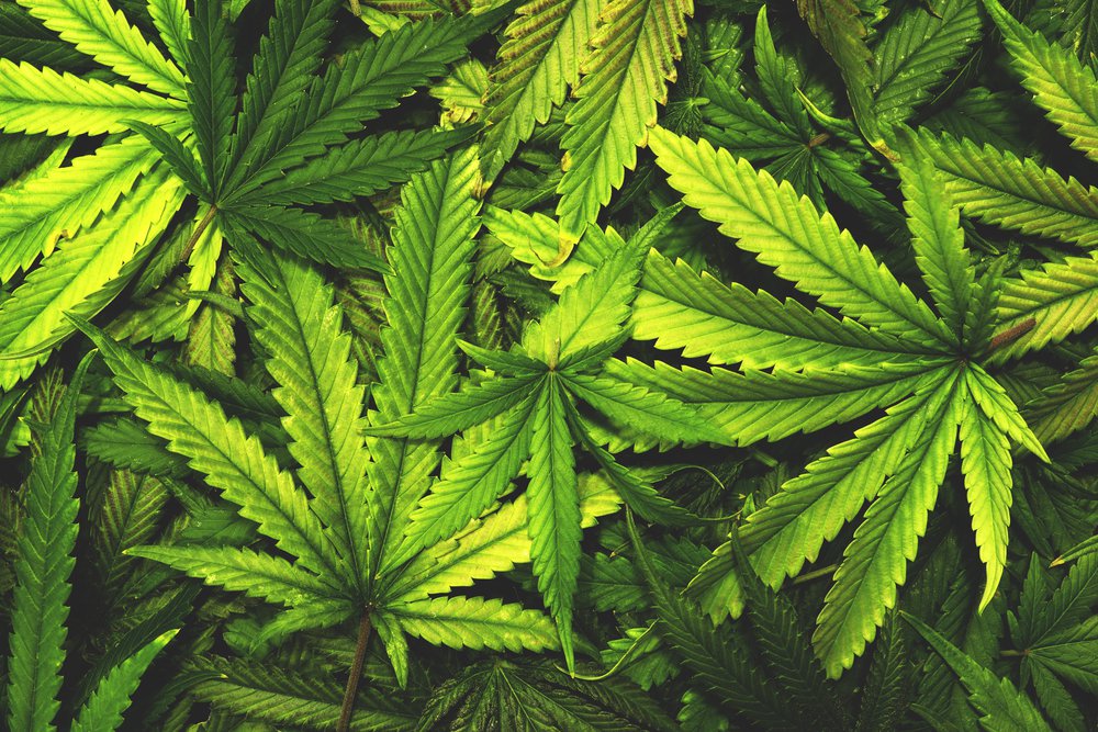 Tailândia aprova uso medicinal da maconha