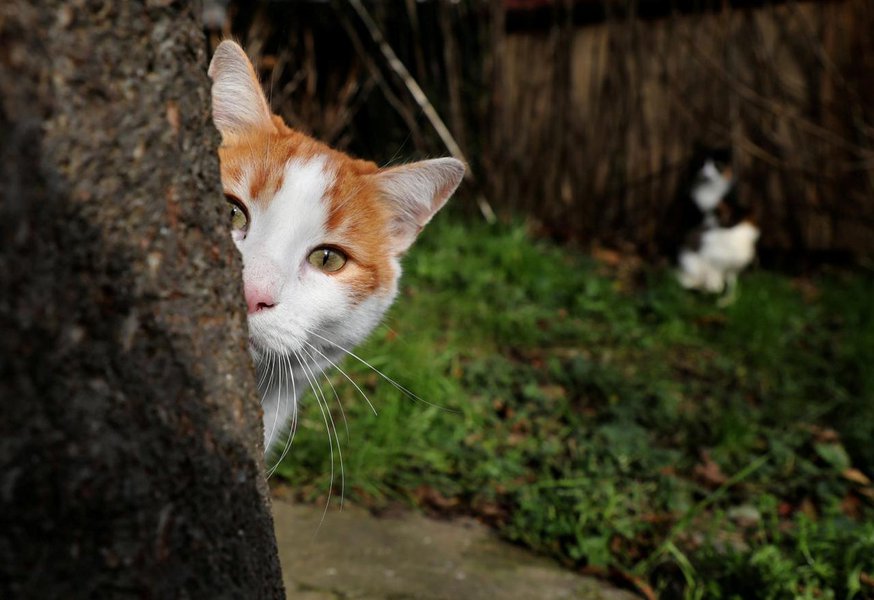 Grã-Bretanha proibirá vendas de filhotes de cães e gatos em pet shops