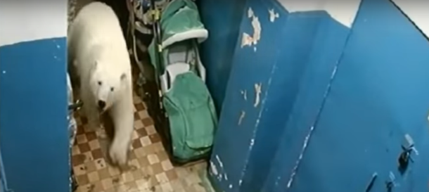 Cidade russa é invadida por ursos polares; veja vídeos