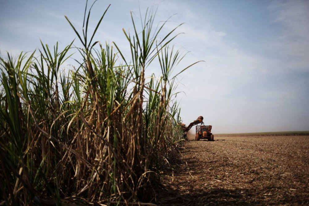 ONU: um milhão de espécies de plantas e animais estão ameaçadas de extinção