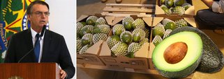 Bolsonaro comemora abertura do mercado argentino ao abacate brasileiro, que representa 0,007% das exportações