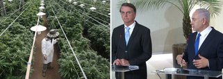 Israel, de Netanyahu, libera maconha caseira. Vai copiar, Bolsonaro?