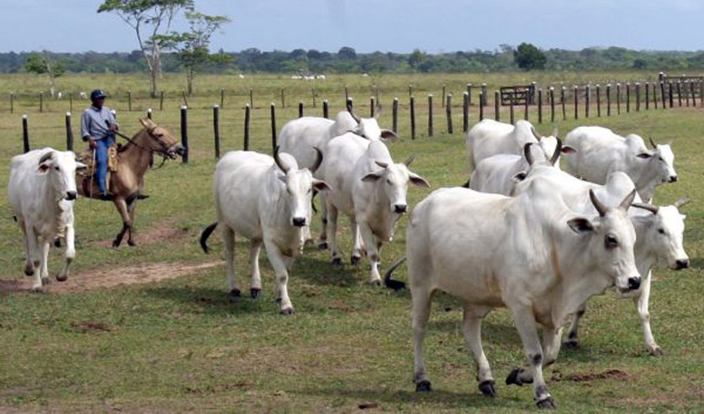 Faroeste em Minas: cresce o roubo de gado no estado