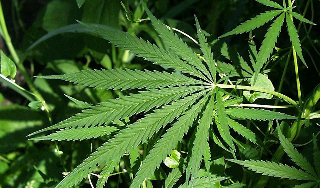 PF apreende 180 quilos de maconha em Sete Lagoas