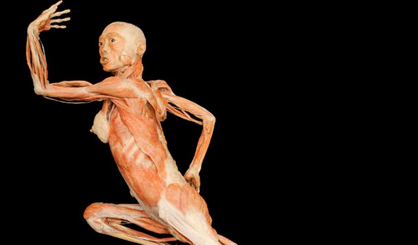 O corpo humano por dentro e por fora