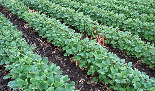 Plantio da soja atinge 52% de área estimada