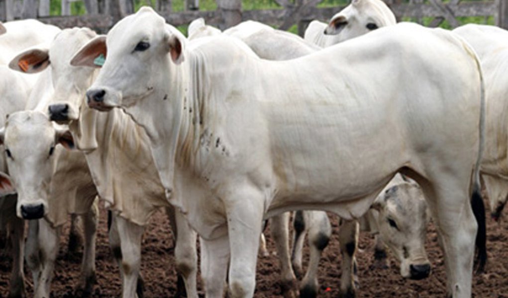 Exposição de Animais deve movimentar R$ 35 milhões