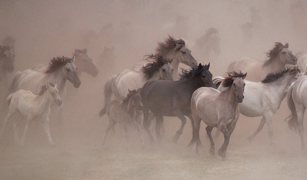 Família alemã protege os últimos cavalos selvagens europeus