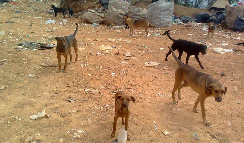 Quem abandona animais pode pegar 4 anos de prisão