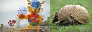 Mascote da Copa, tatu-bola pode ser extinto em 50 anos