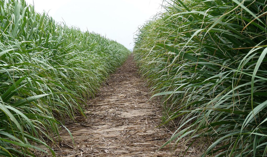 Produtores de açúcar divergem da Conab