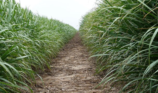 Produtores de açúcar divergem da Conab