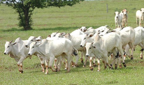 China e África do Sul anunciam embargo à carne brasileira
