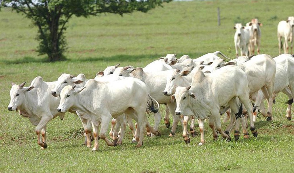 China e África do Sul anunciam embargo à carne brasileira
