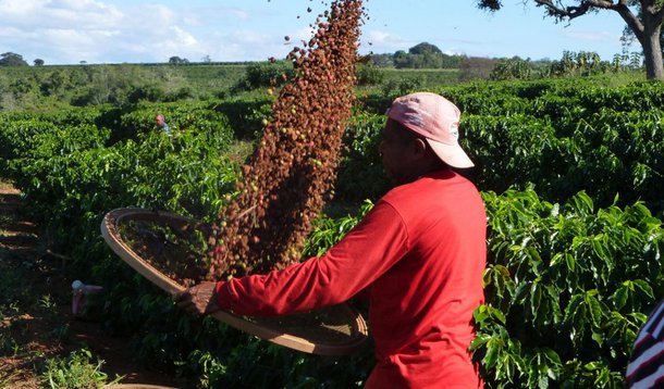 Cafeicultores da Cooxupé avançam com colheita