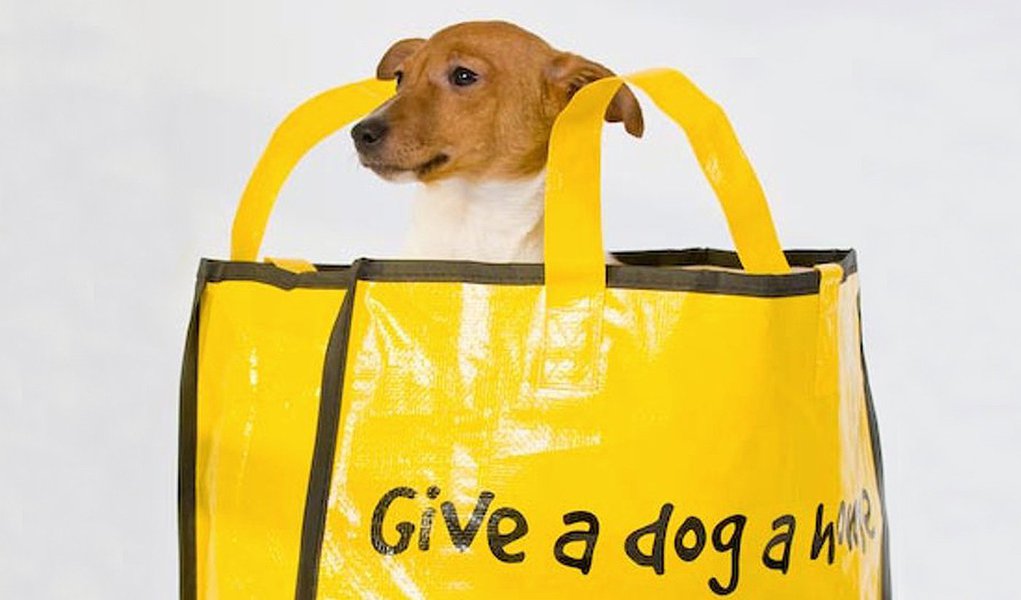 ONG faz campanha de Natal contra abandono de cães