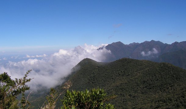Raio X da Mata Atlântica