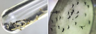 Casos de dengue crescem 66,20% em Pernambuco