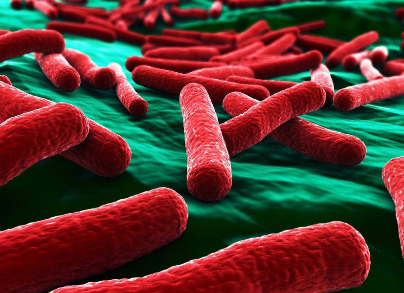 Laboratório confirma contaminações por superbactérias