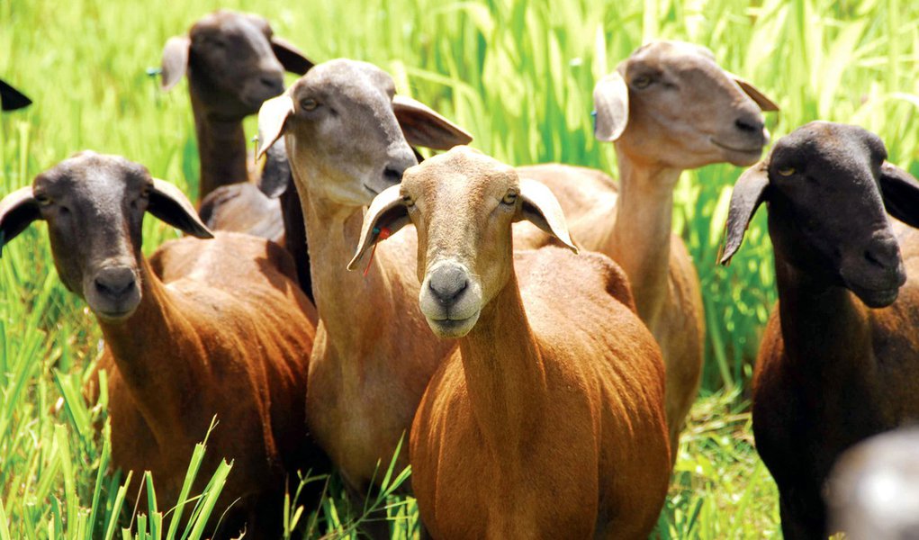 Seca leva Governo do Estado a comprar carne