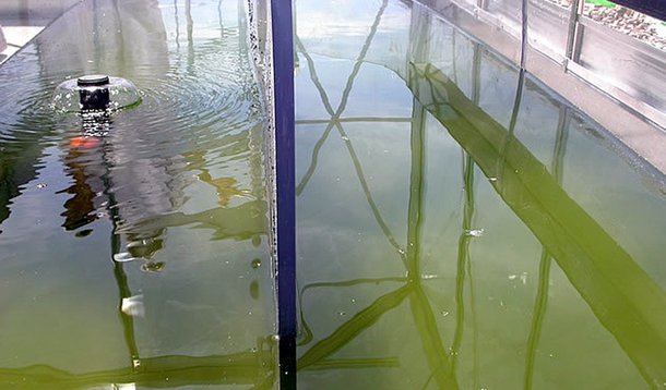 Produção de combustível a partir de algas marinhas