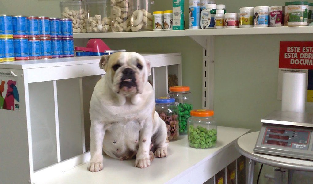 BH terá um shopping só para animais