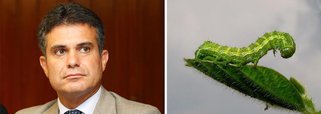 Praga de lagarta pode ser "bioterrorismo"