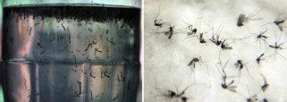 São Paulo inicia operação de combate à dengue