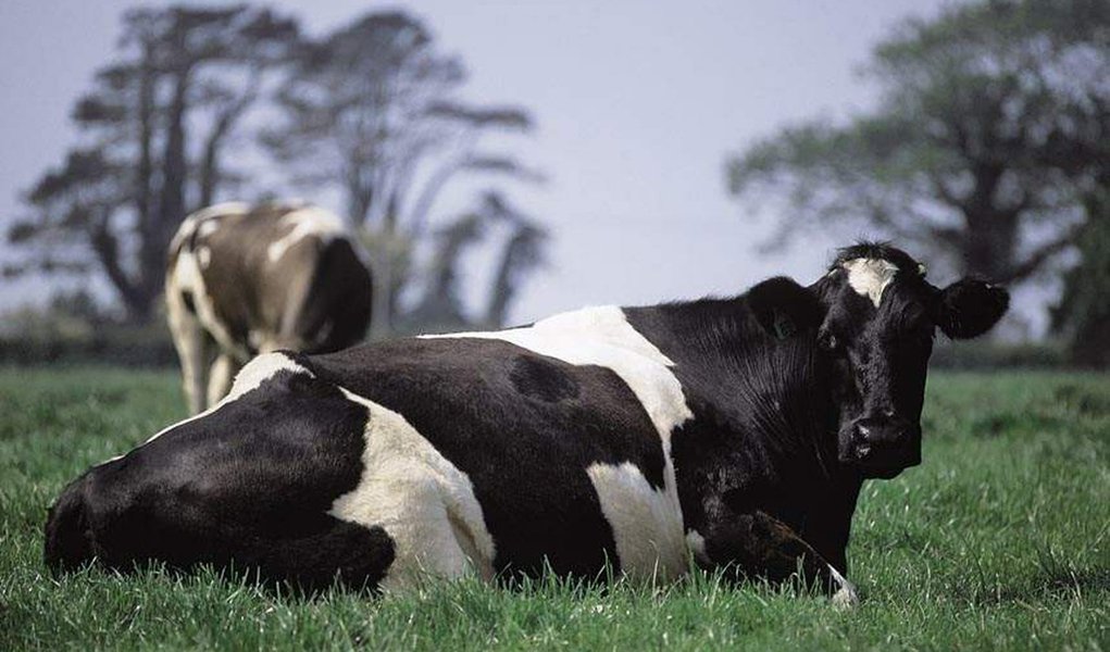 Suspeita do mal da vaca louca em Pernambuco