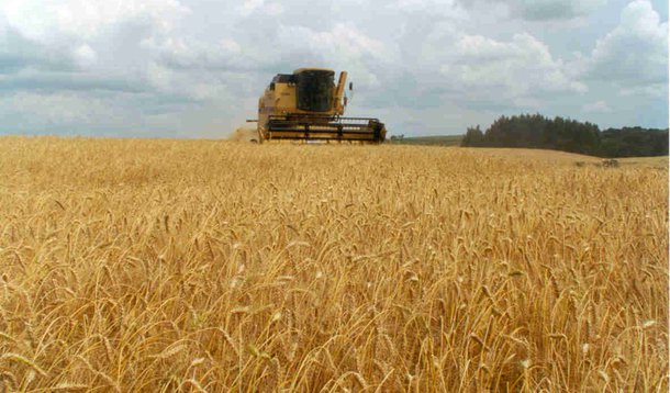 Bunge investirá US$ 350 mi em três moinhos de trigo no Brasil