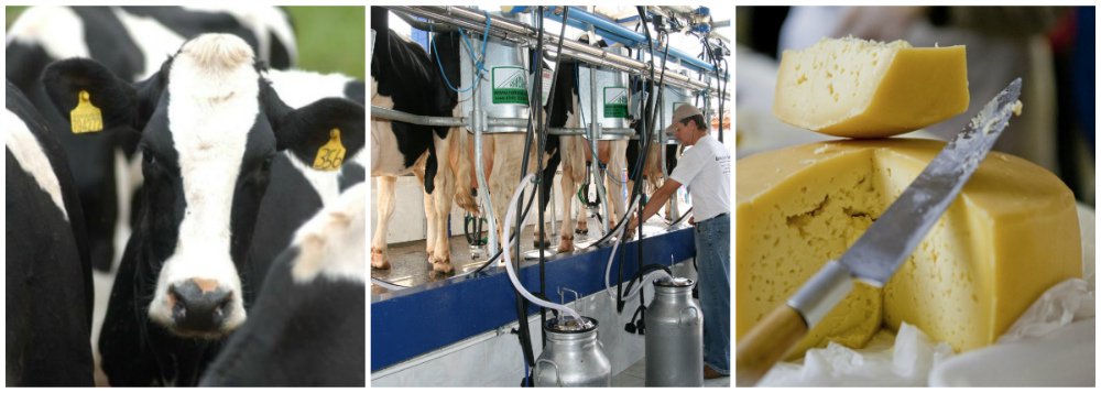 Cadeia do leite é a que mais evita êxodo rural no RS
