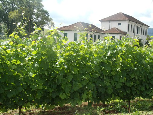 Eta vinho bão, sô!