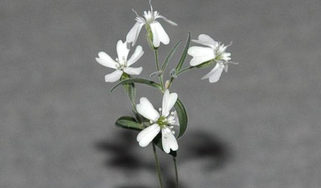 A planta que ressuscitou