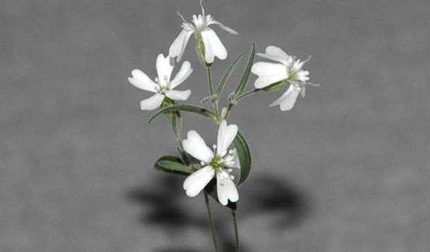 A planta que ressuscitou